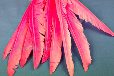 Декоративный Пучок из перьев, перо 25см/розовый - купить в Благовещенске. Цена: 14.40 руб.